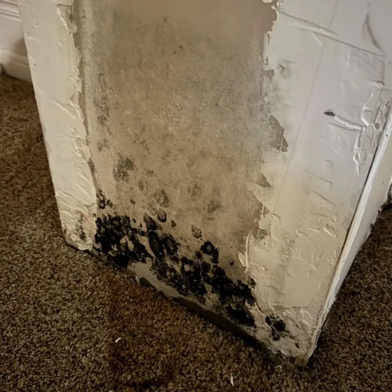 Professional Mold Removal in Glen Raven, NC